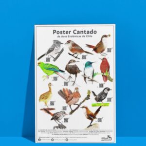 Póster Cantado "Aves Endémicas de Chile" - Interactivo con QR